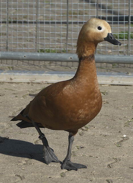 具挑戰性
